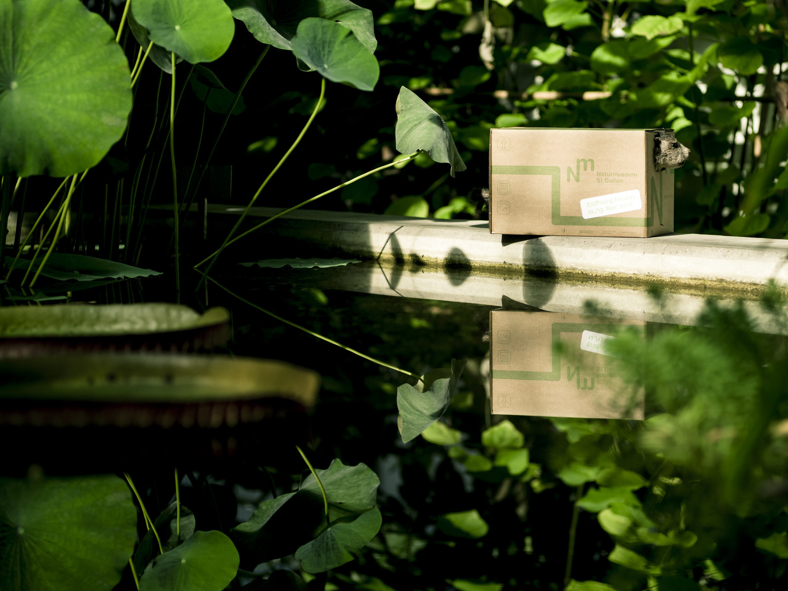 Installation und Intervention Umzugsschachteln Naturmuseum St.Gallen