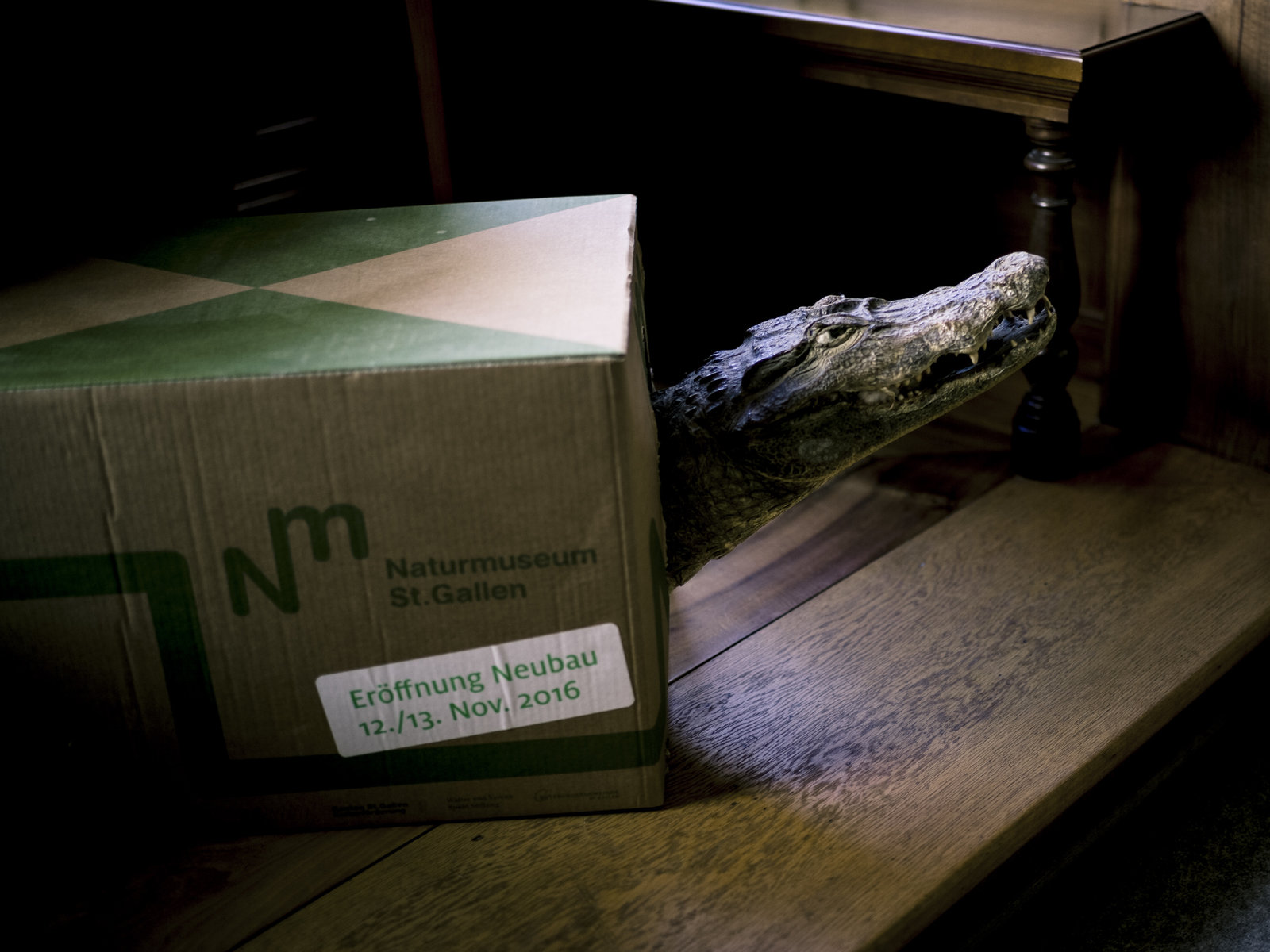 Installation und Intervention Umzugsschachteln Naturmuseum St.Gallen