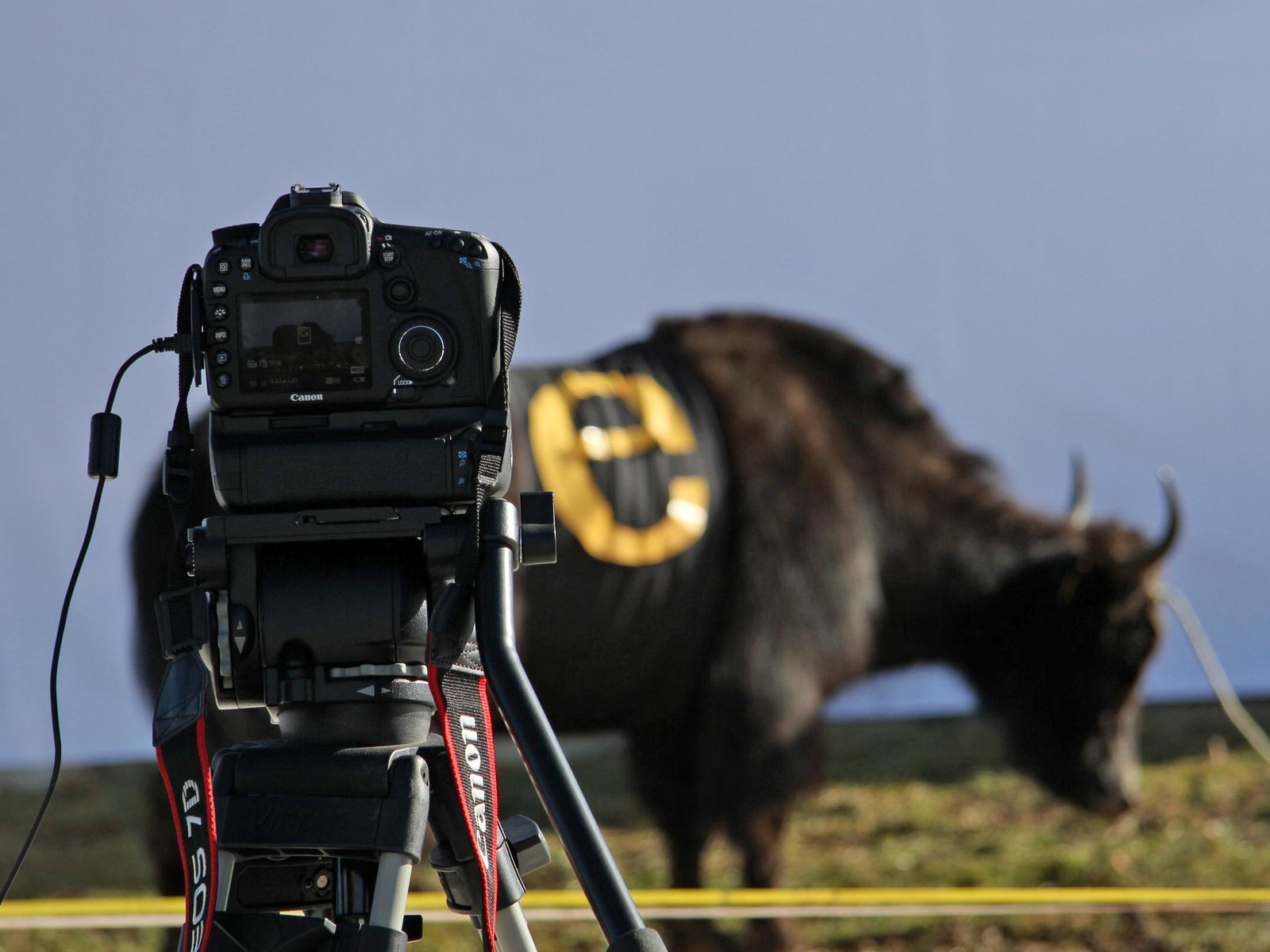 Werbespot Yak-e Sentis